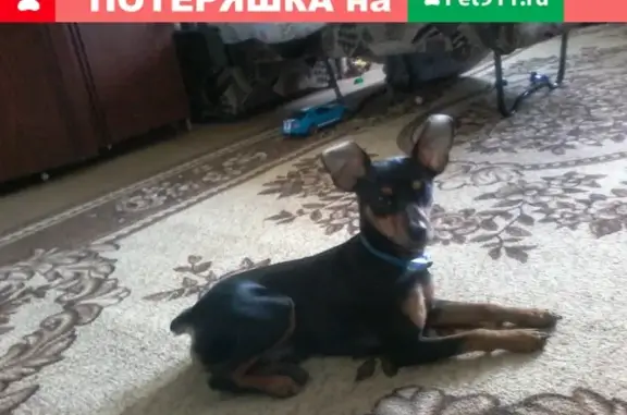 Пропала собака пинчер в Волгограде