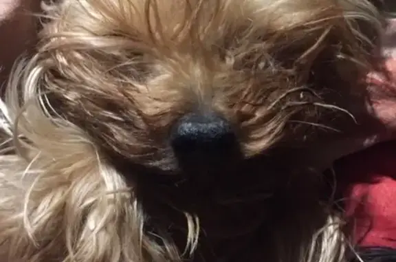 Собаки потеряшки, Москва, фото: Потеряшка собака в Зябликово!