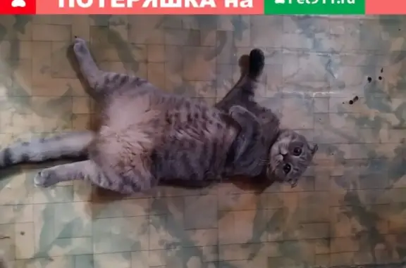 Пропал кот в районе Андреева 16, нужна помощь