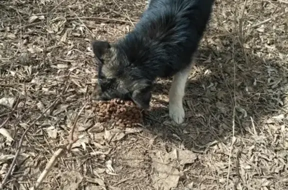 Найдена собака в Туймазах с ошейником