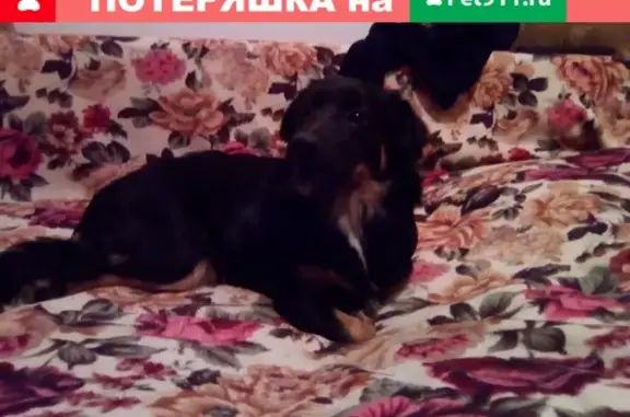 Найдена собака на улице Спартаковская