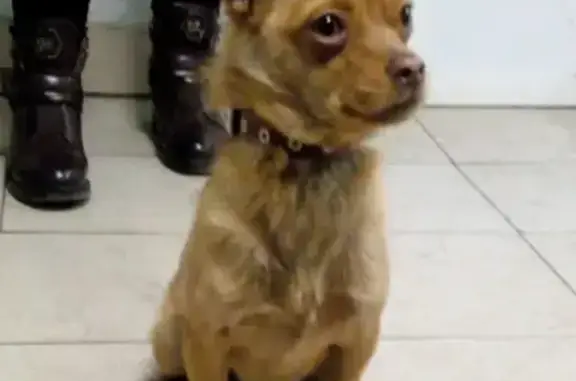Найдена рыжая собака в Прокопьевске