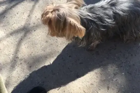Пропала собака на улице Фокина