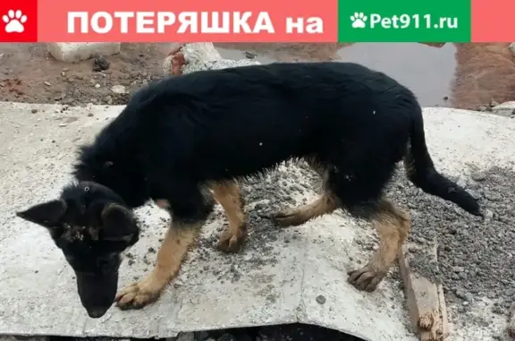 Пропала собака в Уфе, помесь Овчарки, 5 мес.