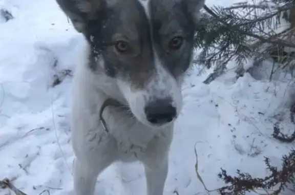 Собаки потеряшки, поселок Рыбалка, фото: Потеряшка собака в с. Рыбалка, Майминский район, Республика Алтай