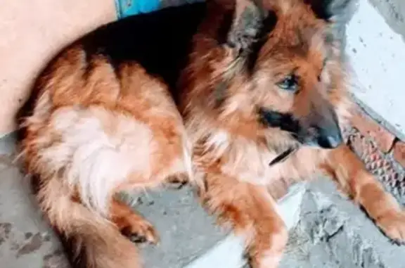 Пропала собака Джулия в районе Молодежки, Ростовская область