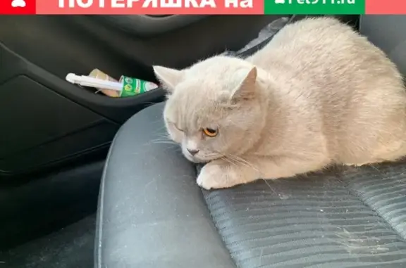 Найдена кошка с ошейником в Калининграде