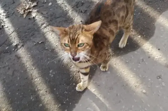 Потерянная кошка с Парковой улицы, Балашиха
