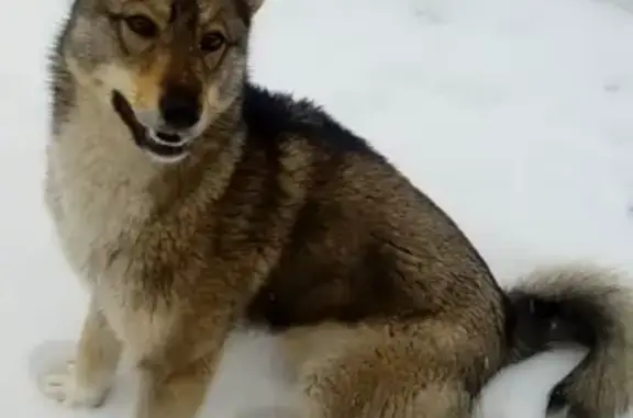 Найден щенок западно-сибирской лайки в Москве