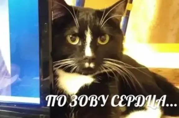 Пропал кот в Архангельске на ул. Карла Маркса