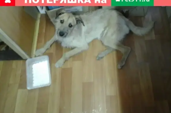 Пропала собака в Егорьевске на вокзале