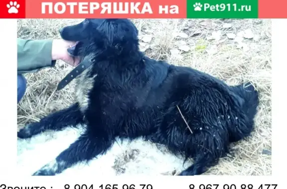 Найдена собака в п. Шувакиш, Екатеринбург с белой грудкой