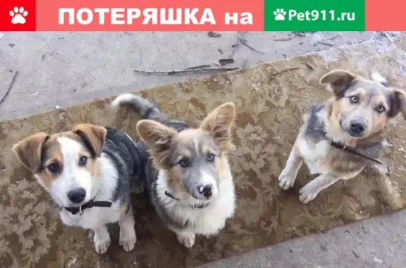 Пропали 3 собаки в Рязанской области