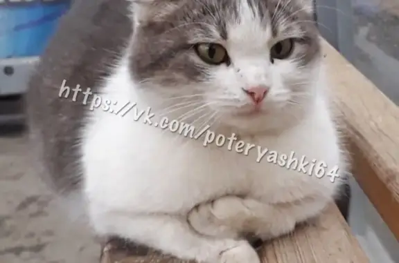 Найдена беременная кошка породы скотиш-фолд в Саратове