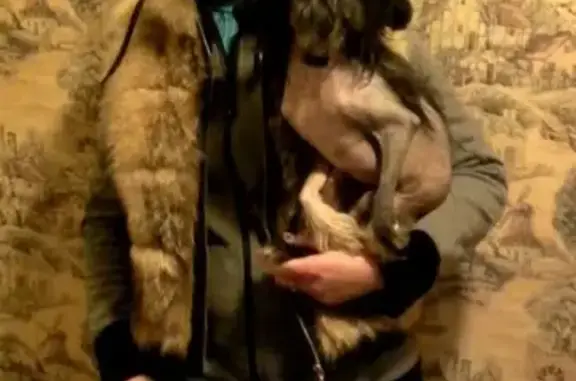 Собаки потеряшки, Нижний Новгород, фото: Потеряшка собака Чижик в Нижнем Новгороде