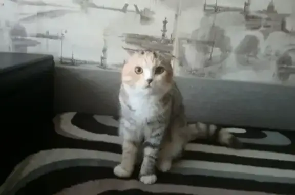 Пропала квартирная кошка около Дикси, Челябинская область