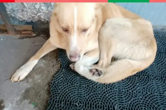 Найдена собака на ул. Привокзальной в Мурманске