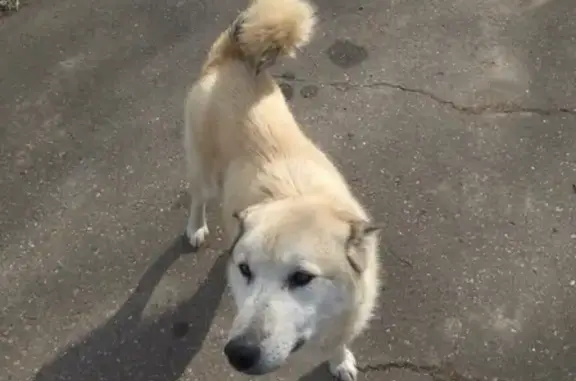 Найдена собака в д. Васильевское, Сергиево-Посадский р-он