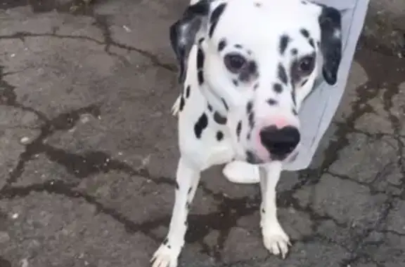 Найдена собака на пр. Дзержинского в Нижнем Тагиле