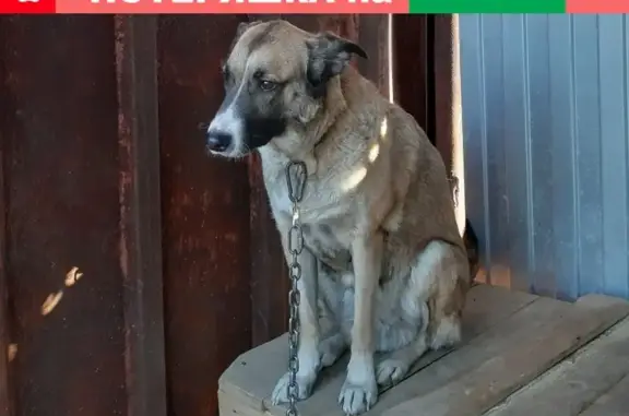 Найдена палевая собака в Екатеринбурге