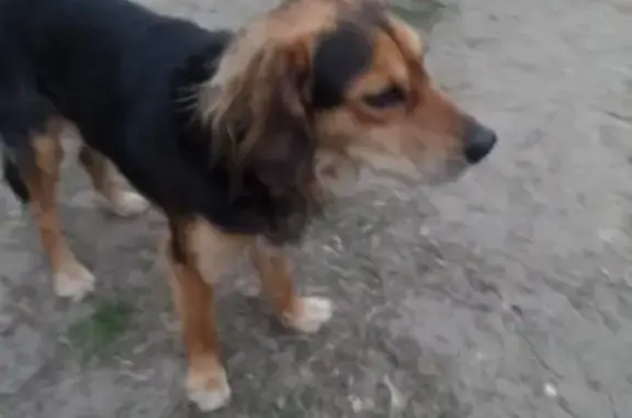 Найдена кабельная собака в Ростове