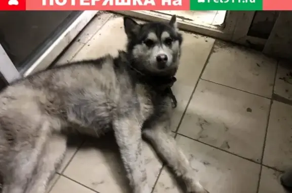 Найдена собака Хаски в Уфе, Респ. Башкортостан, Россия