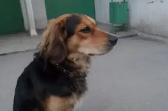 Найден умный пёс в Александровке, Ростов-на-Дону