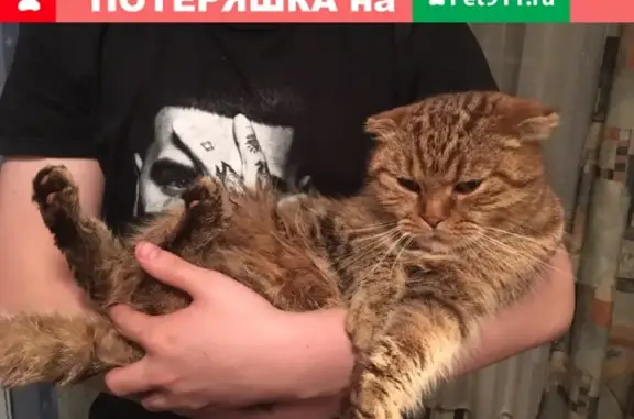 Найдена кошка на улице Маяковского, 7