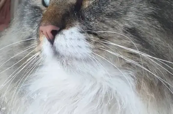 Кошки потеряшки, Мокшан, фото: Потеряшка кот Бэтмэн около Мокшана