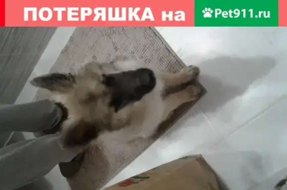 Найдена собака-щенок с ошейником в Тюмени