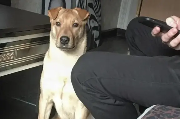 Собаки потеряшки, Новокузнецк, фото: Потеряшка собака Браун на ул. Климасенко, Новокузнецк