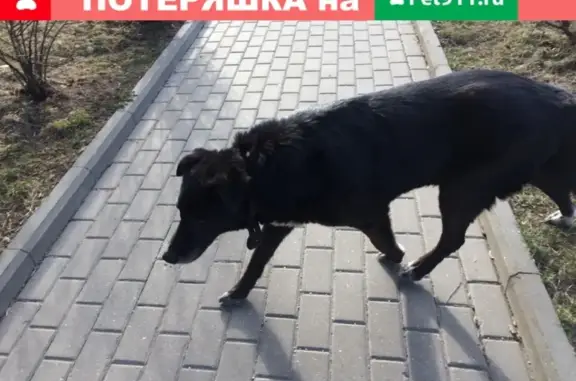 Найдена собака в Москве, Карамышевский проезд 7к2