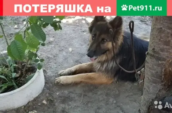 Пропала собака Байкал в Астрахани.