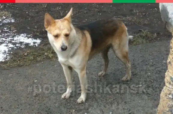 Найдена собака на ул. Зорге в Кировском районе
