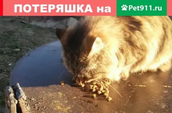 Потерянный пушистый кот на Холмогорова, Ижевск