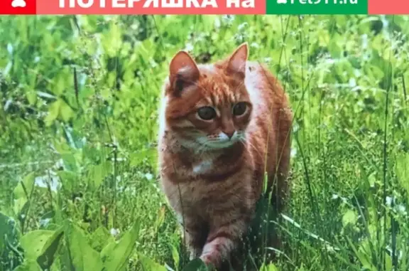 Пропала кошка в Кимрах, Тверская область