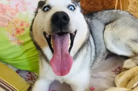 Собаки потеряшки, Сургут, фото: Потеряшка собака на ул. Крылова, ищут!