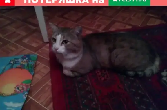Найдена кошка на Звездной улице в Омске