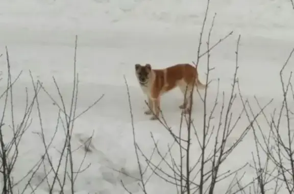 Пропала собака в Цветах Башкирии, нужна помощь!