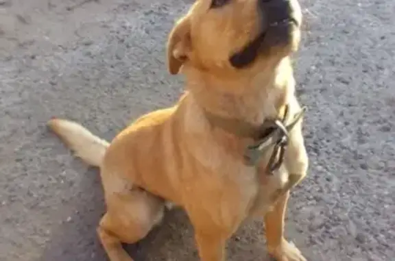 Пропала собака в Томске, район Кузовлевского тракта