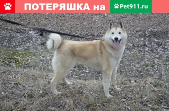 Пропала собака породы Лайка в районе Пивзавода, Воронеж