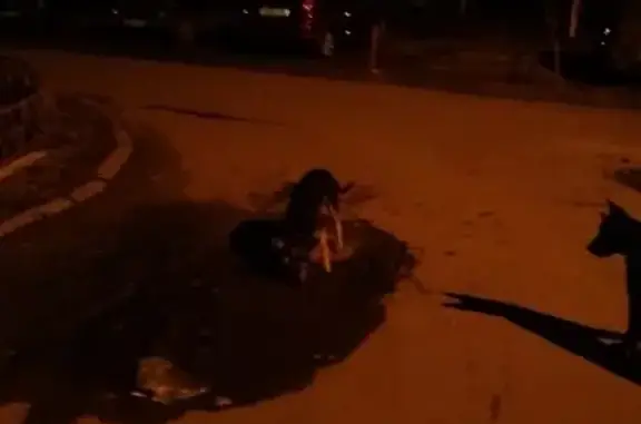 Собака с ошейником найдена в Великом Новгороде