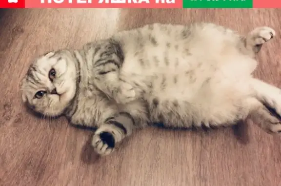 Кошки потеряшки, Смоленск, фото: Потеряшка кошка на ул. Соболева, Смоленск.