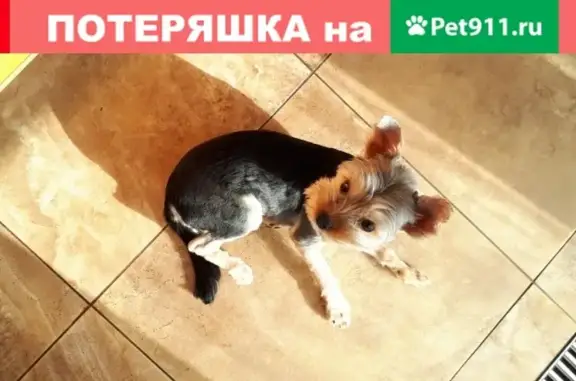 Потерянные животные Липецк, фото: Пропала йоркширский терьер в г. Липецк