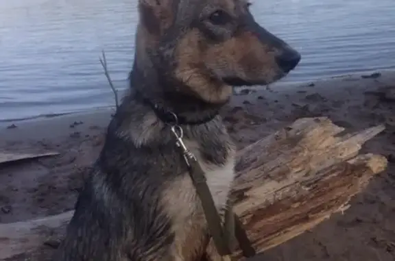 Собаки потеряшки, Великий Новгород, фото: Потеряшка собака на ул. Корсунова (в розовом ошейнике)