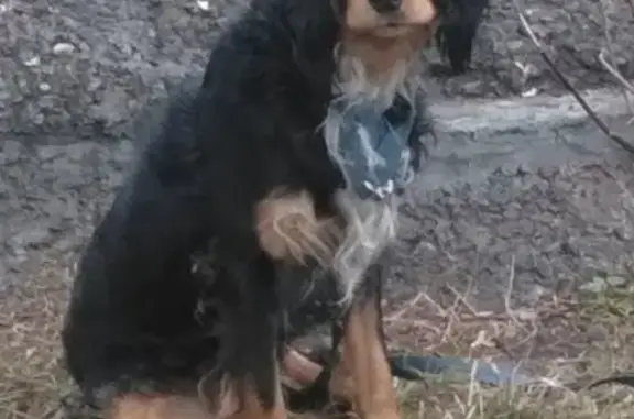 Найдена собака в Новокузнецке с ошейником и поводком
