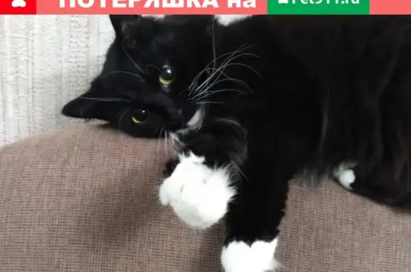 Кошки потеряшки, Москва, фото: Потеряшка кошка на ул. Осторовитянова 29/120 - Симка, черная с белыми лапками и воротничком.