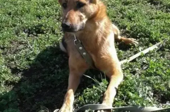 Собаки потеряшки, Нижний Новгород, фото: Потеряшка собака Нюша в Нижнем Новгороде