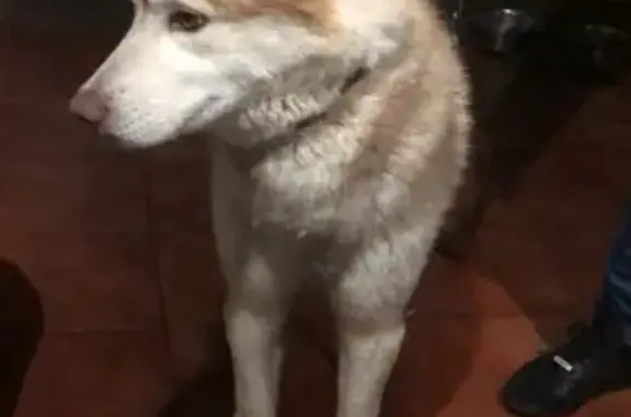 Пропала собака Кекс в н. Сосновке, Казань
