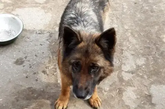 Найдена собака в районе завода Крекинг, ищет хозяина.